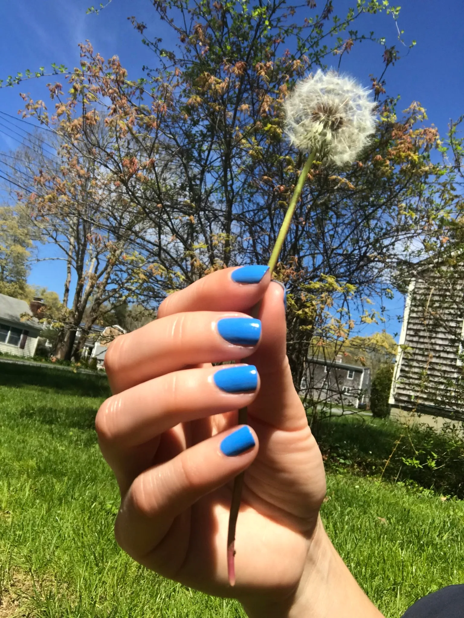 Hello Hydrangea